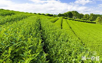 四川为推动川茶发展 建立精制川茶产业联盟
