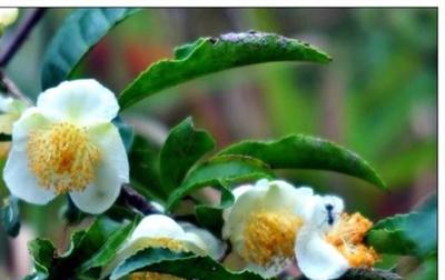 【图】茶树花多少一斤 浙江:茶树花带来丰收 一年销售500万喜煞“花主人”_第二人生
